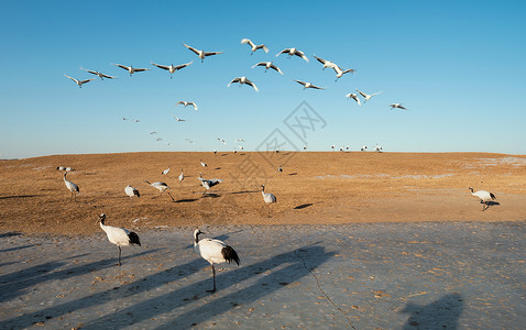 扎龙湿地丹顶鹤背景图片