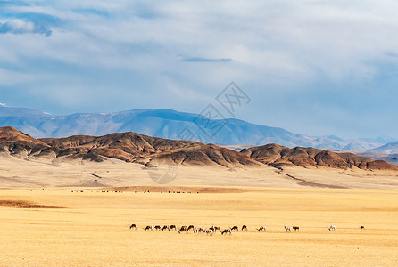 新疆巴音布鲁克草原四季风景图片素材