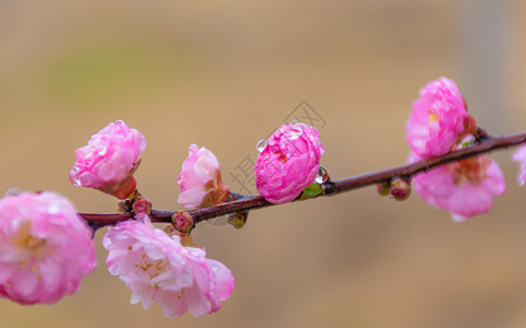 榆叶梅春分梅花林高清图片