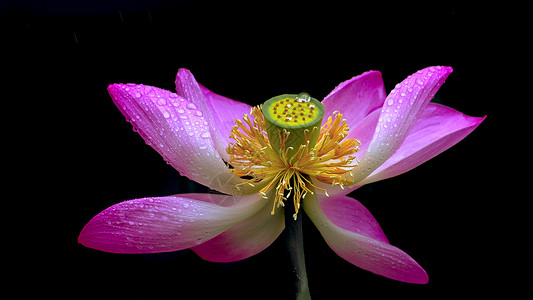 荷花花蕊图片