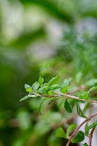 春天雨水水珠背景图片