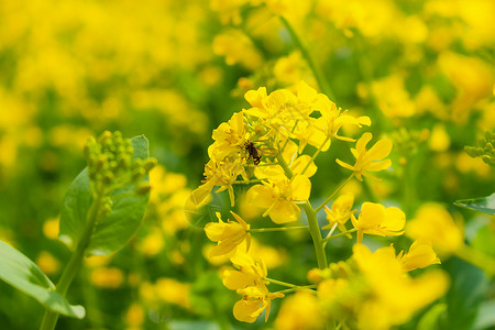 金色甲虫蜜蜂与油菜花背景