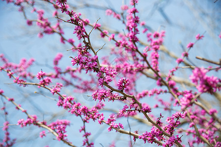 黄山紫荆背景图片