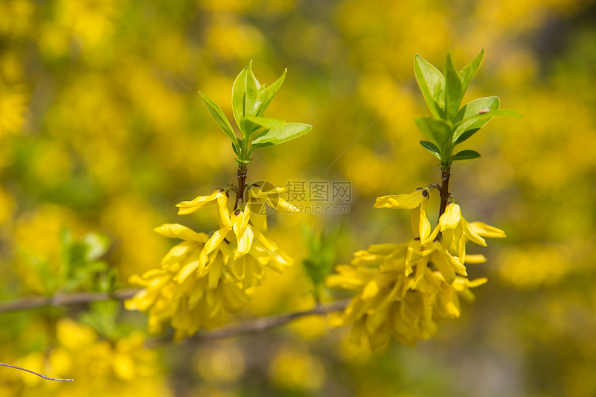 迎春花图片