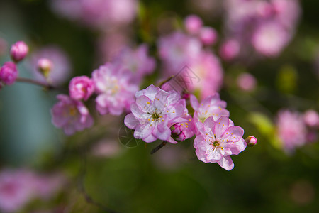 麦李花背景图片