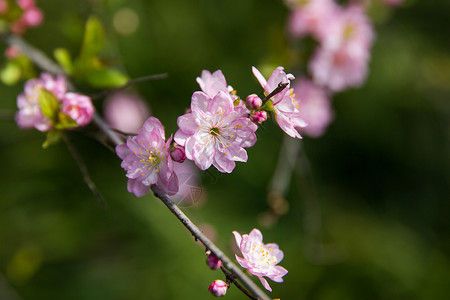 麦李花背景图片