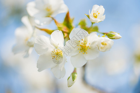 初开的白色樱花高清图片