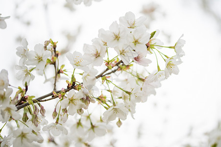 初开的白色樱花背景图片