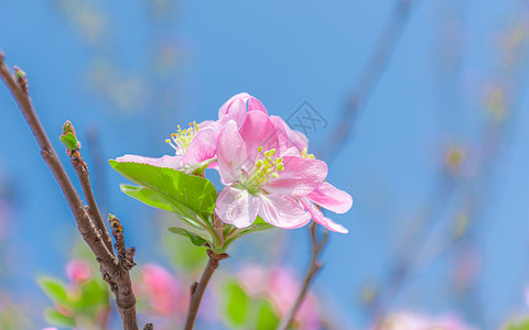 海棠花背景图片