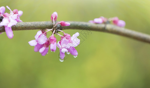 雨后紫荆花图片