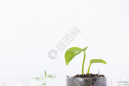 龙形生物素材科学栽培植物研究培育背景