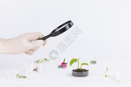 使用放大镜观察培养皿中的植物背景图片