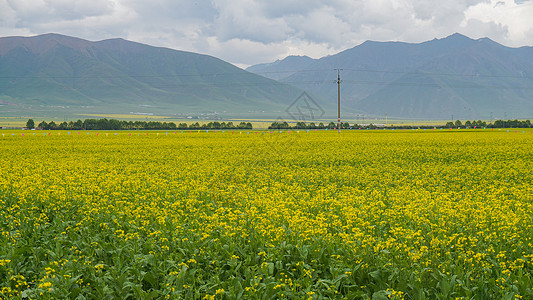 七月黄色春天油菜花盛开的季节背景