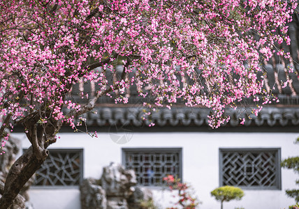 旅游踏春南京春天莫愁湖公园的海棠花背景