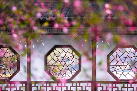 旅游踏春南京春天莫愁湖公园的海棠花背景