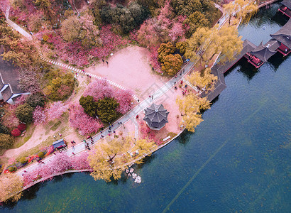 南京春天的莫愁湖公园海棠花航拍图片