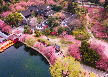 旅游踏春南京春天的莫愁湖公园海棠花航拍背景