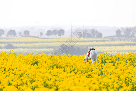 旅游踏春南京高淳国际慢城春天的油菜花田背景