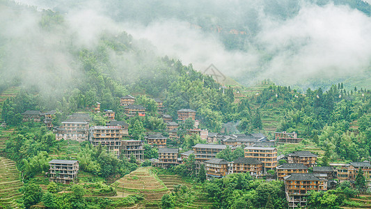 高脚植物广西桂林龙胜龙脊梯田风光背景