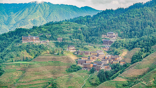 高脚植物广西桂林龙胜龙脊梯田风光背景