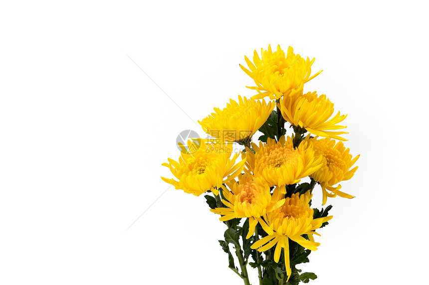 黄色花卉菊花金丝菊图片
