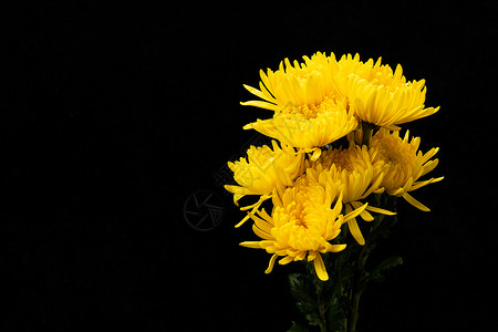 黑底素材边框黄色花卉菊花金丝菊背景