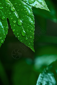 大寒节气海报带雨珠的叶子背景