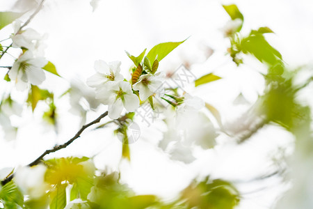 逆光下的白色樱花与绿叶背景图片