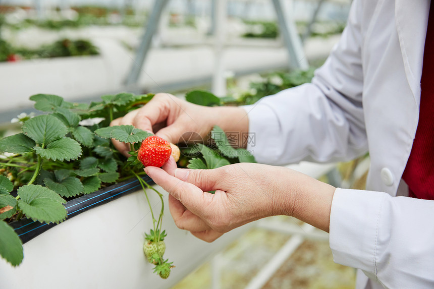 农业科研人员观察草莓生长图片