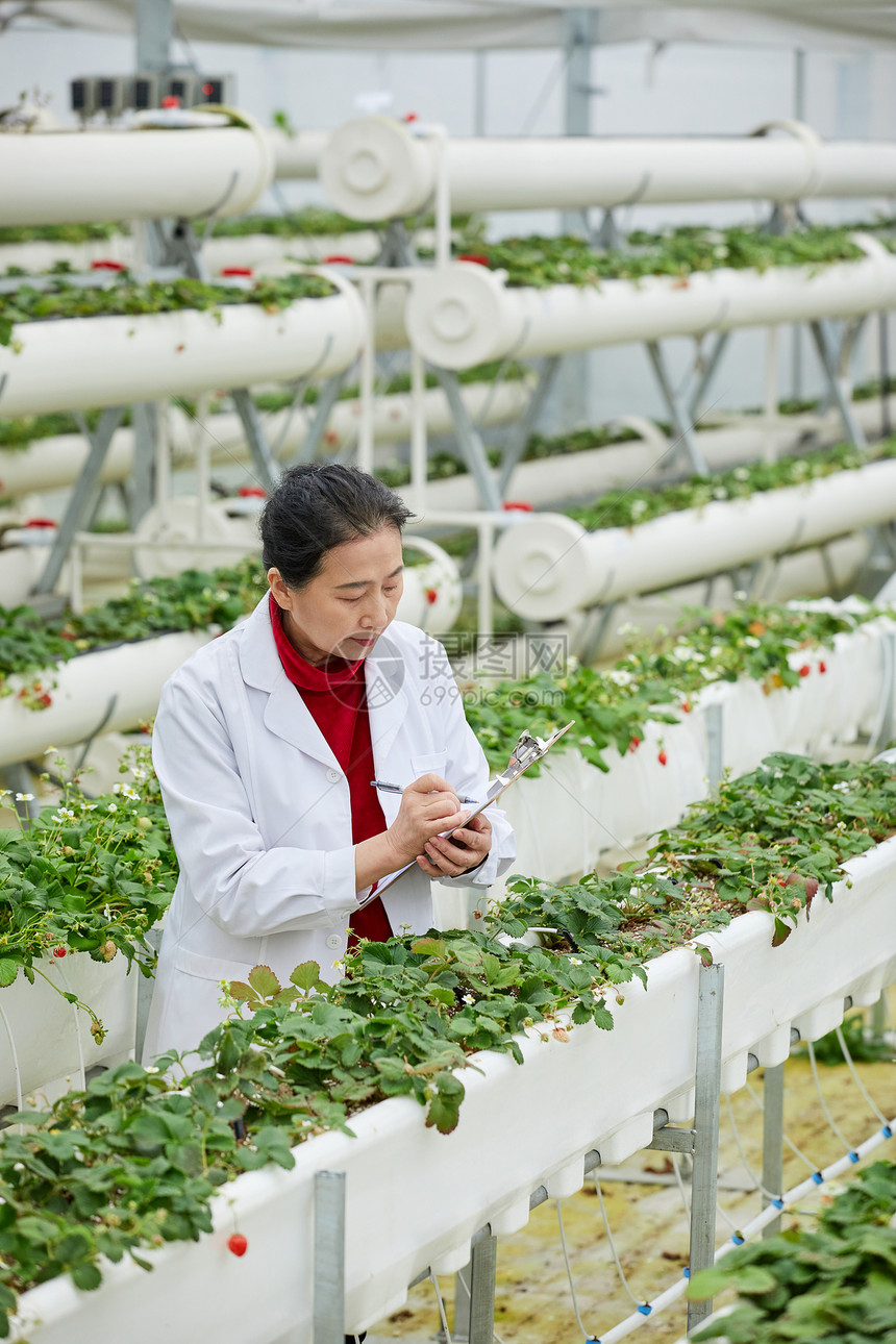 记录草莓生长的农业科研人员图片
