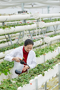 草莓种植基地手拿水壶浇水的农业科研专家背景