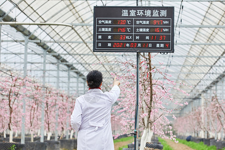 花卉管温室农业科研专家观察温室环境数据背影背景