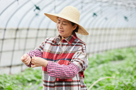 蔬菜大棚内农民形象图片