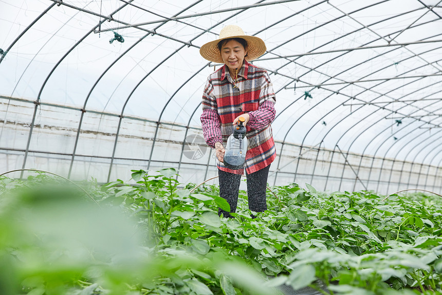 农民在蔬菜大棚浇水图片