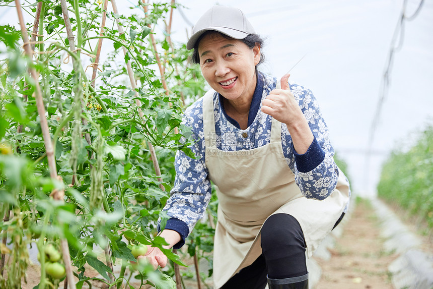 蔬菜大棚里劳作的农民点赞图片