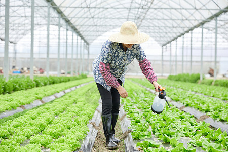 农民在生菜大棚浇水温室高清图片素材