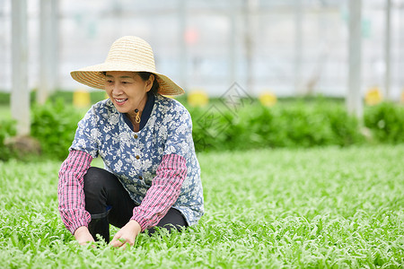 茼蒿大棚除草的农民图片