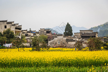 安徽西递古村落油菜花图片