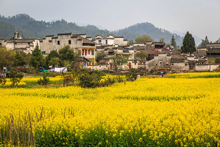 安徽西递古村落油菜花高清图片