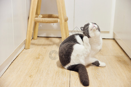 可爱蓝白英短宠物猫图片