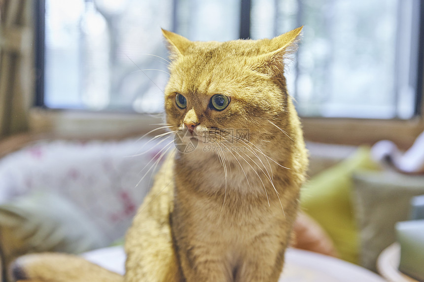 英短宠物猫图片