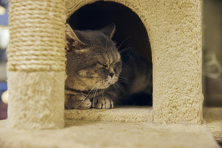 趴在书本上猫可爱英短宠物猫趴在猫房睡觉背景