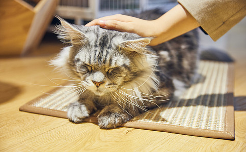 人鱼表情包可爱缅因猫背景