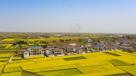 汉中米皮陕西汉中油菜花春季风光背景