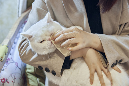 年轻的动物年轻美女给加菲猫清洁眼部背景