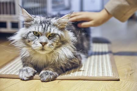 抚摸缅因猫宠物缅因高清图片