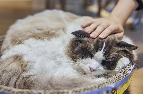 西伯利亚山雀抚摸布偶猫特写背景