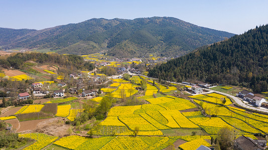 陕西勉县陈村油菜花风光背景图片