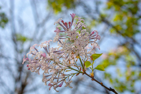 丁香花背景图片