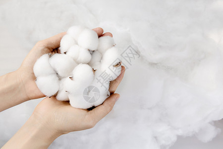 新疆棉花纯棉的素材高清图片